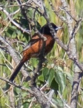 Orchard Oriole - ML621168303