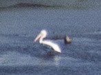 pelikán severoamerický - ML621168311