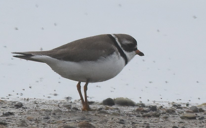 Semipalmated Plover - ML621168341