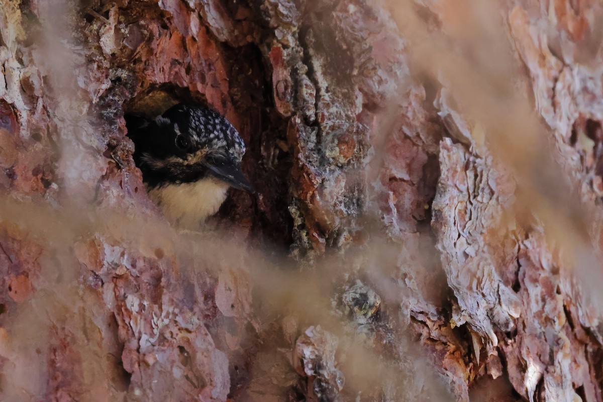 American Three-toed Woodpecker - ML621168349