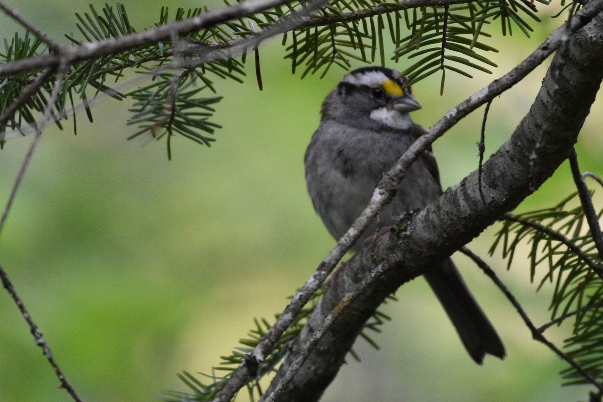 White-throated Sparrow - ML621168367