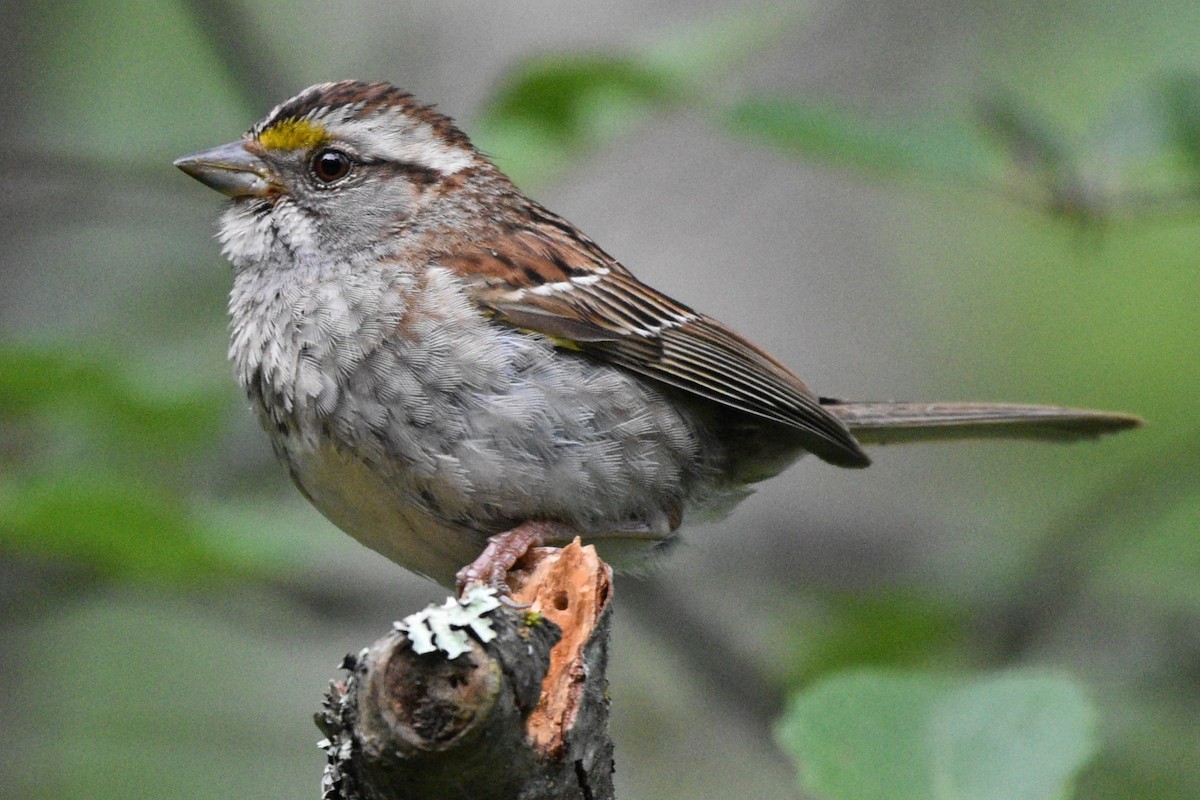 White-throated Sparrow - ML621168368