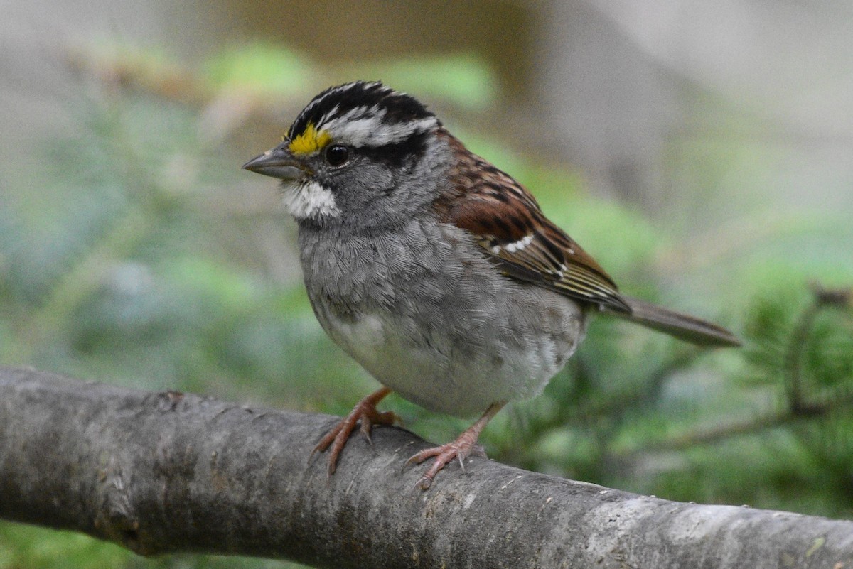 White-throated Sparrow - ML621168369