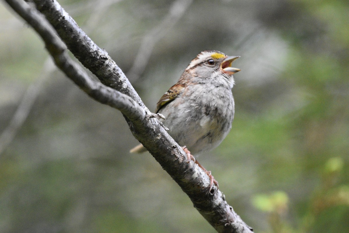 White-throated Sparrow - ML621168370