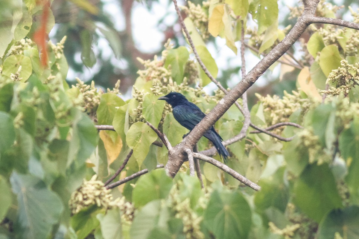 Drongo balicassio - ML621168401