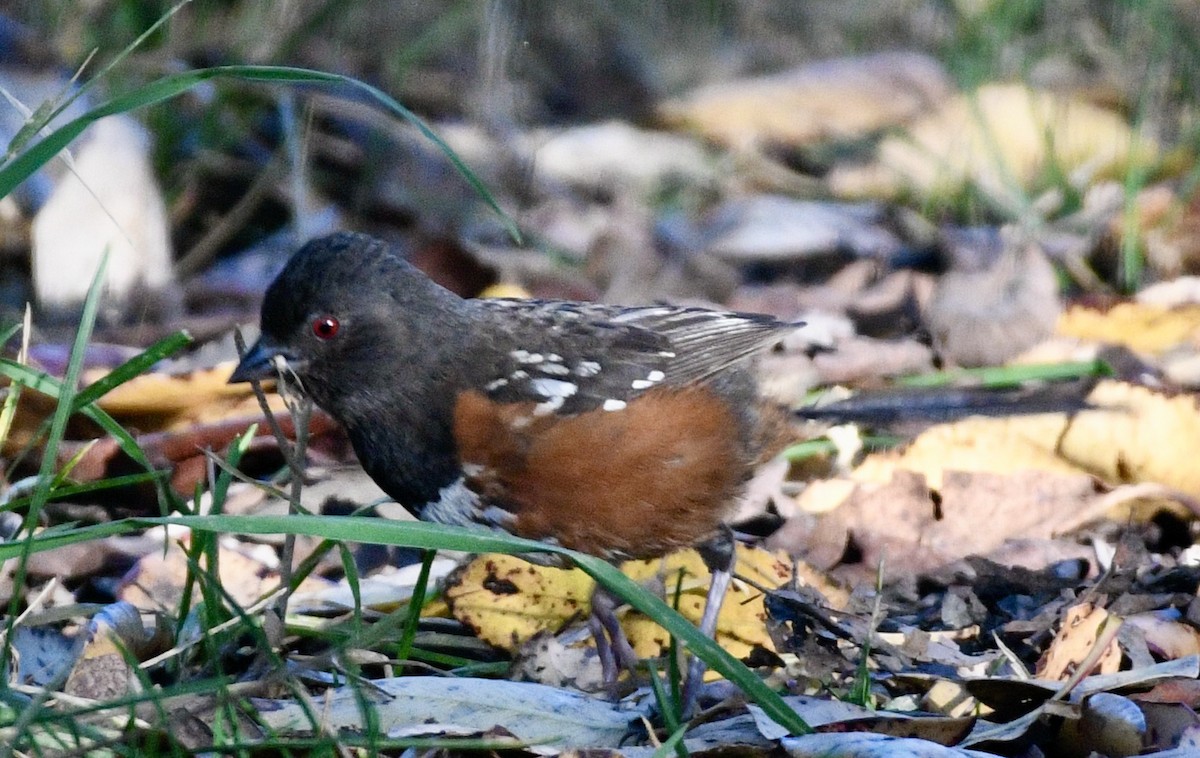 Spotted Towhee - ML621168410