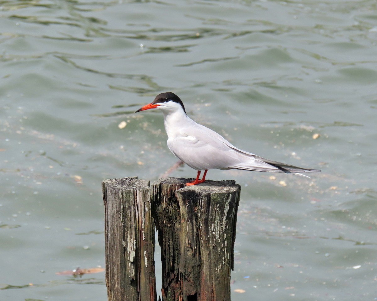 Common Tern - ML621168414
