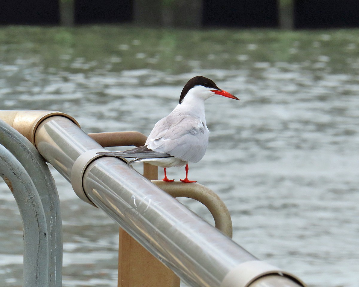 Common Tern - ML621168415