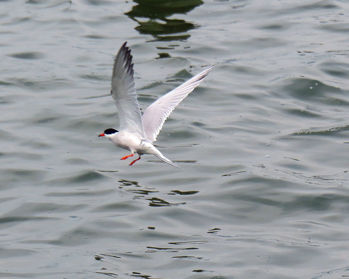 Common Tern - ML621168416