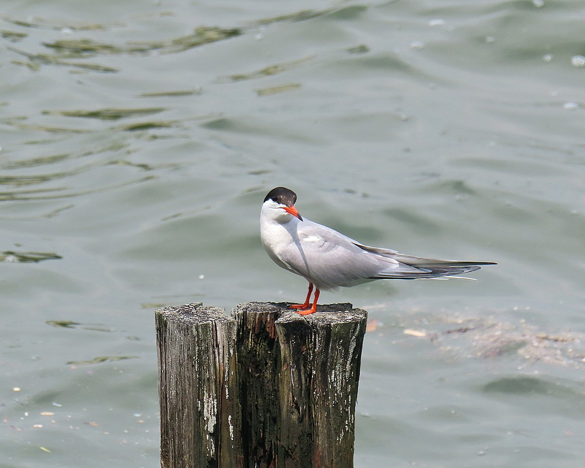 Common Tern - ML621168417