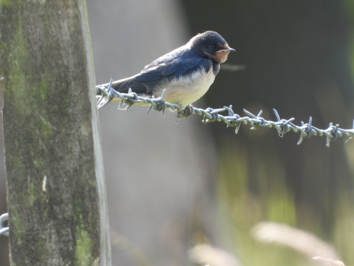 Barn Swallow - ML621168447