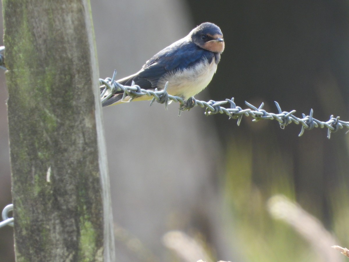 Barn Swallow - ML621168448