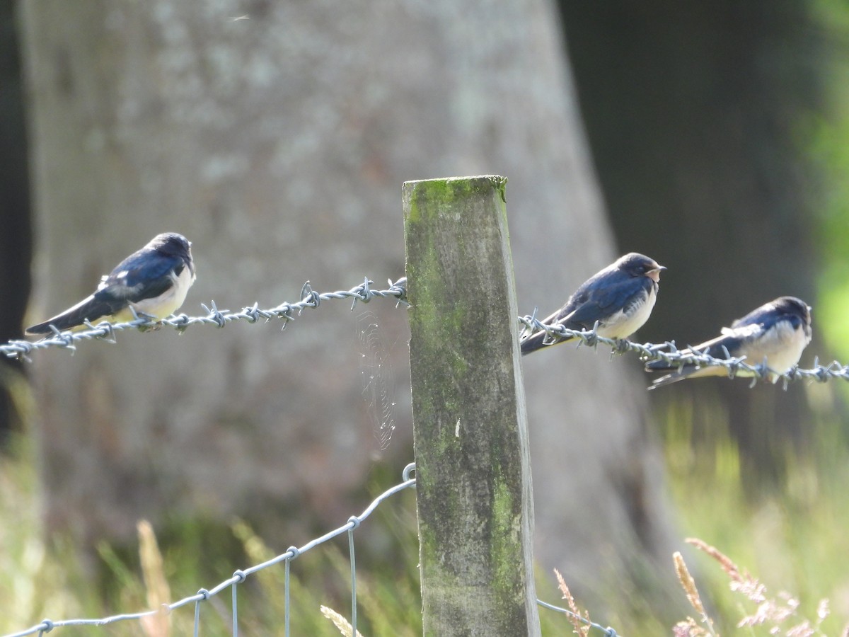 Barn Swallow - ML621168449