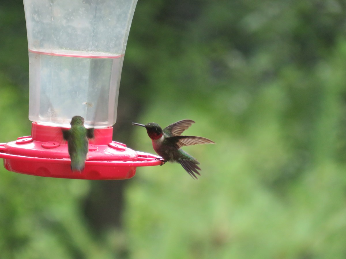 Ruby-throated Hummingbird - ML621168459