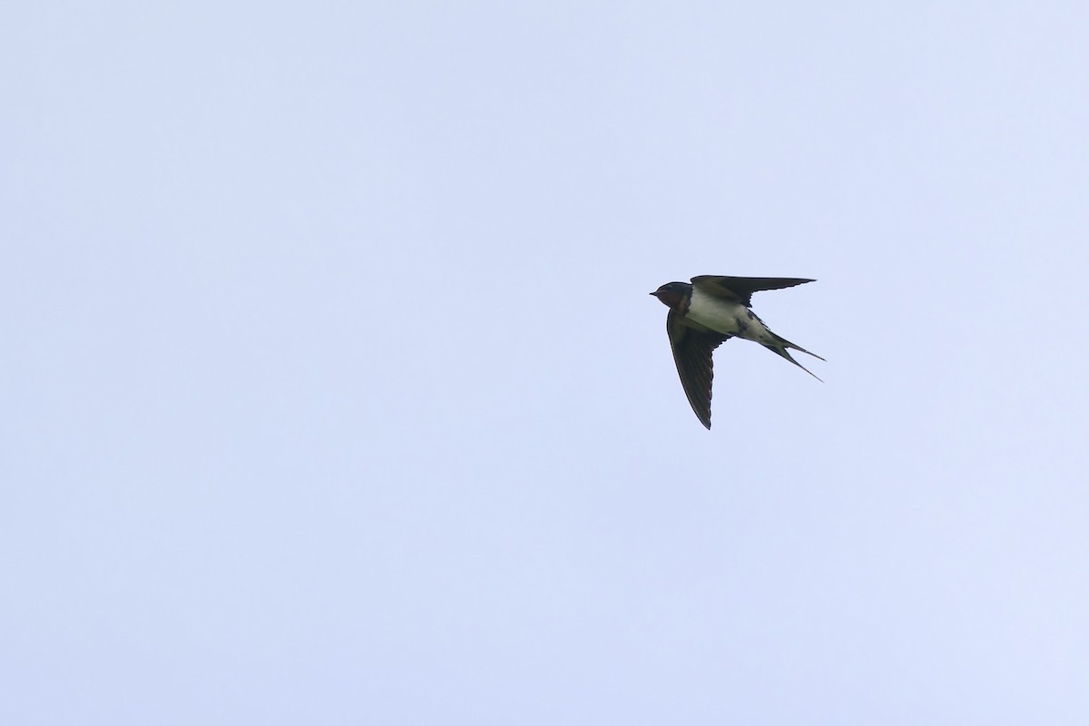 Barn Swallow (Buff-bellied) - ML621168461