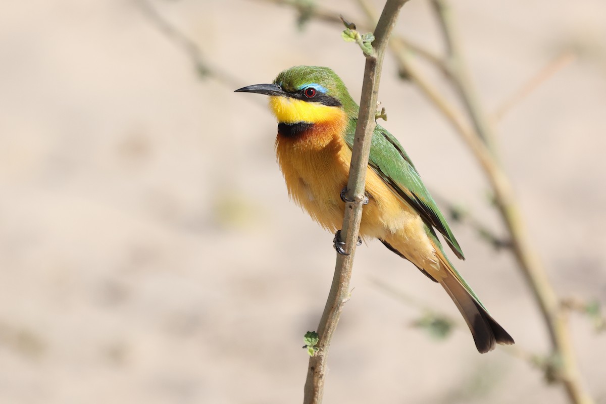 Little Bee-eater - ML621168472