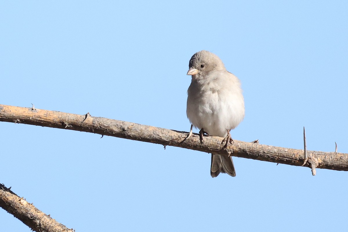 Southern Gray-headed Sparrow - ML621168489