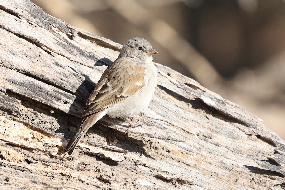 Southern Gray-headed Sparrow - ML621168490