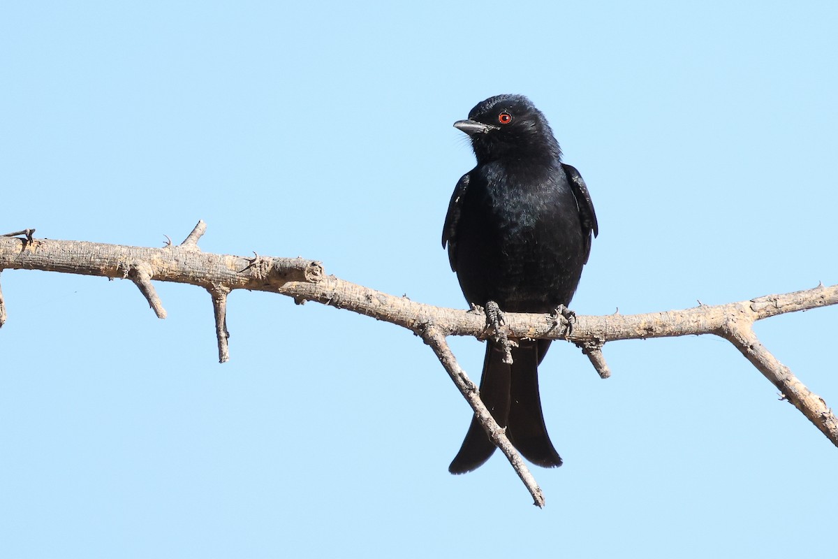 Fork-tailed Drongo - ML621168493
