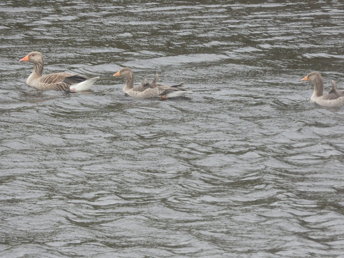 Graylag Goose - ML621168494