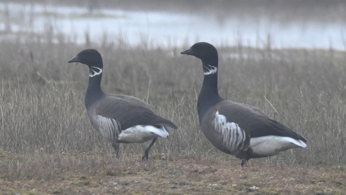 Bernache cravant (nigricans) - ML621168523