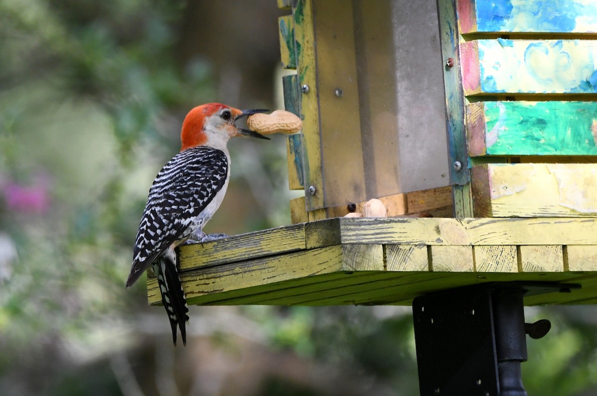 Red-bellied Woodpecker - ML621168524