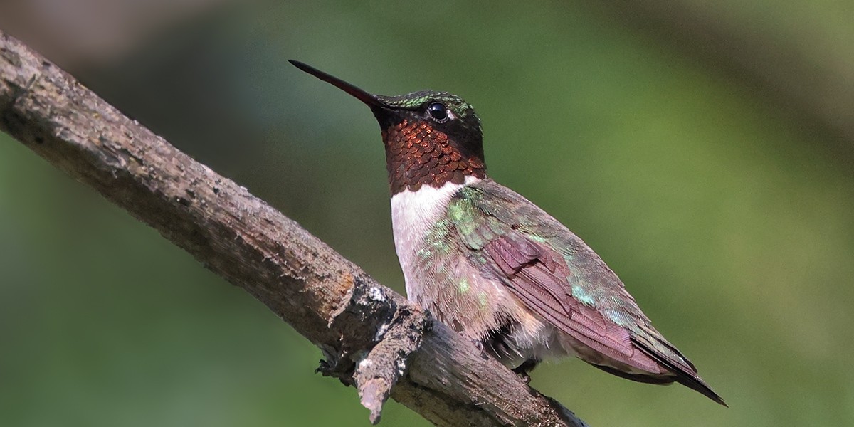Ruby-throated Hummingbird - ML621168525