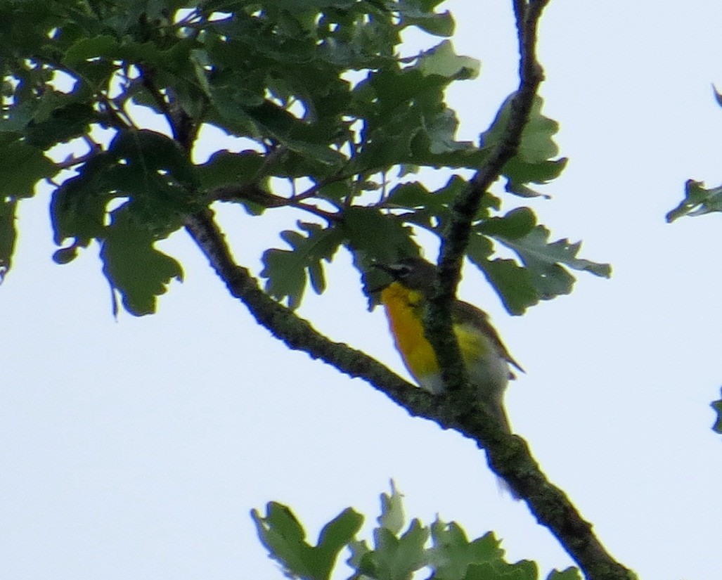 Yellow-breasted Chat - ML621168536
