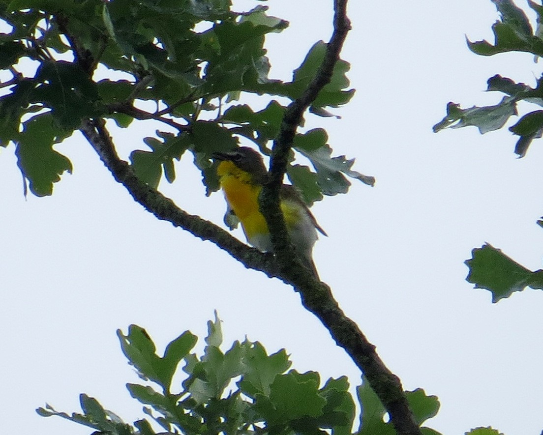 Yellow-breasted Chat - ML621168545