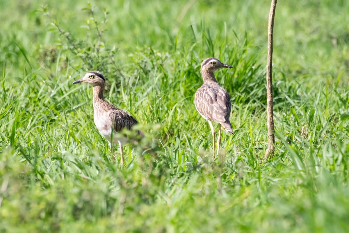 Double-striped Thick-knee - ML621168572