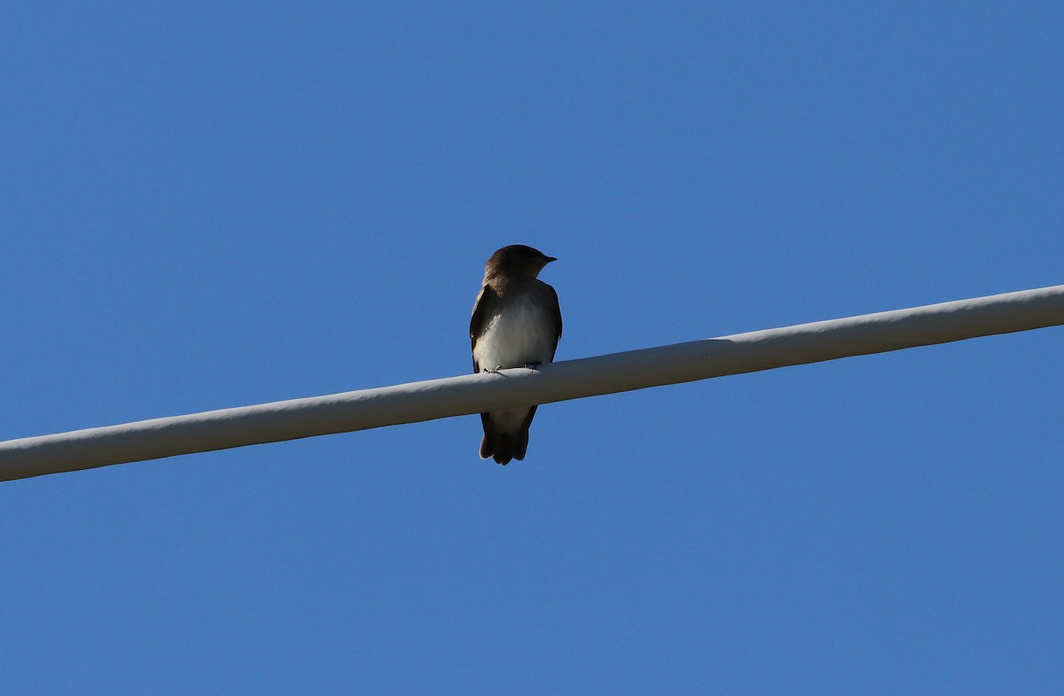 Northern Rough-winged Swallow - ML621168575