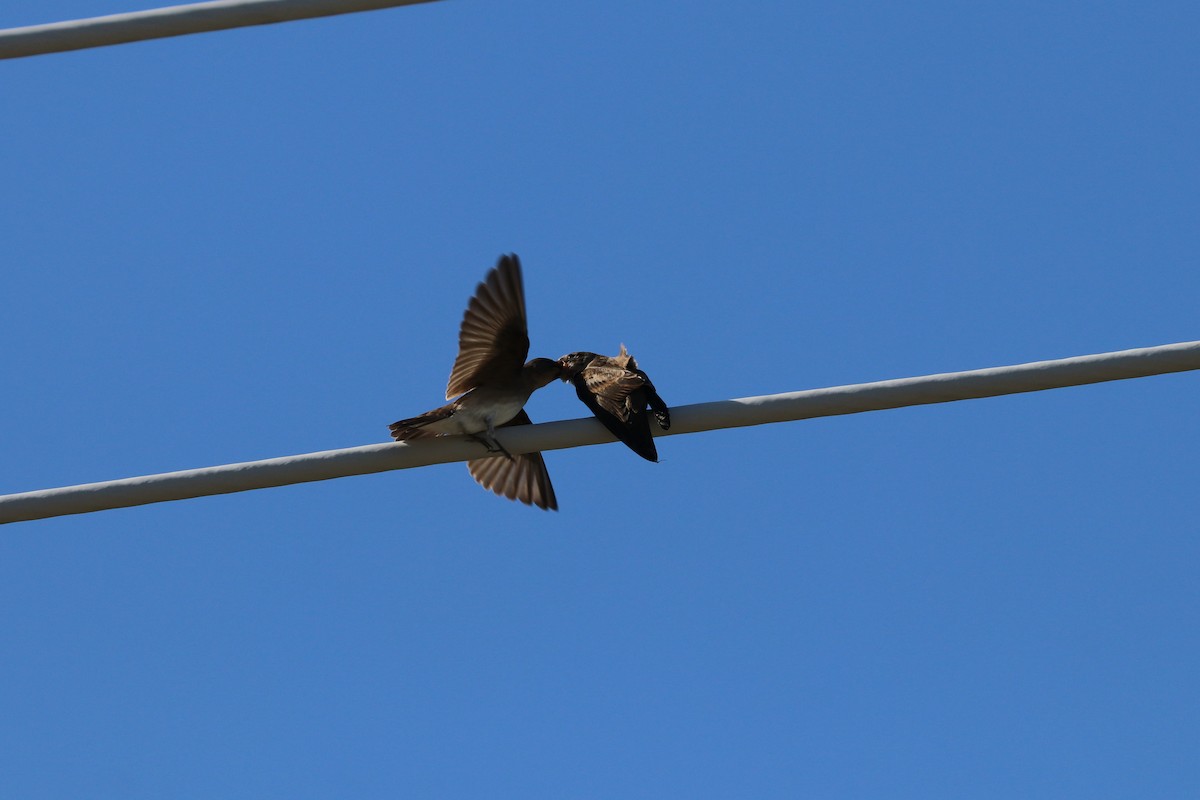 Northern Rough-winged Swallow - ML621168576