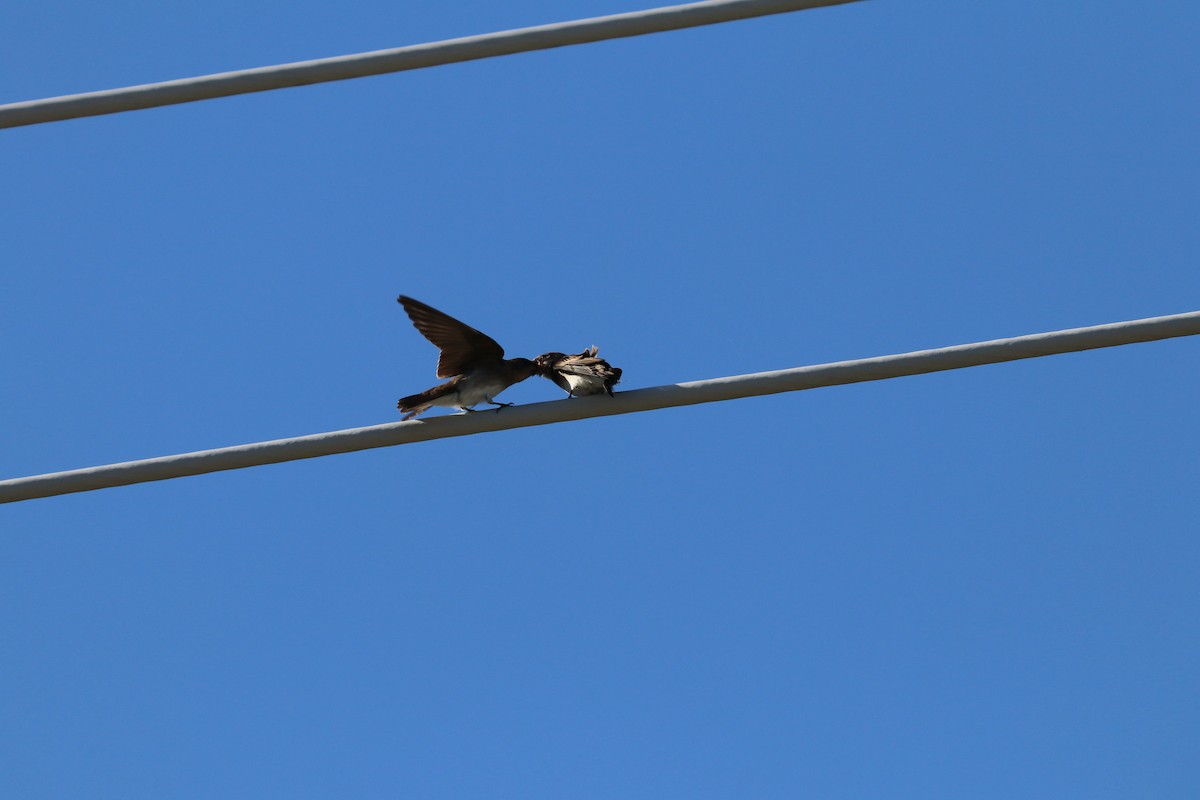 Northern Rough-winged Swallow - ML621168578