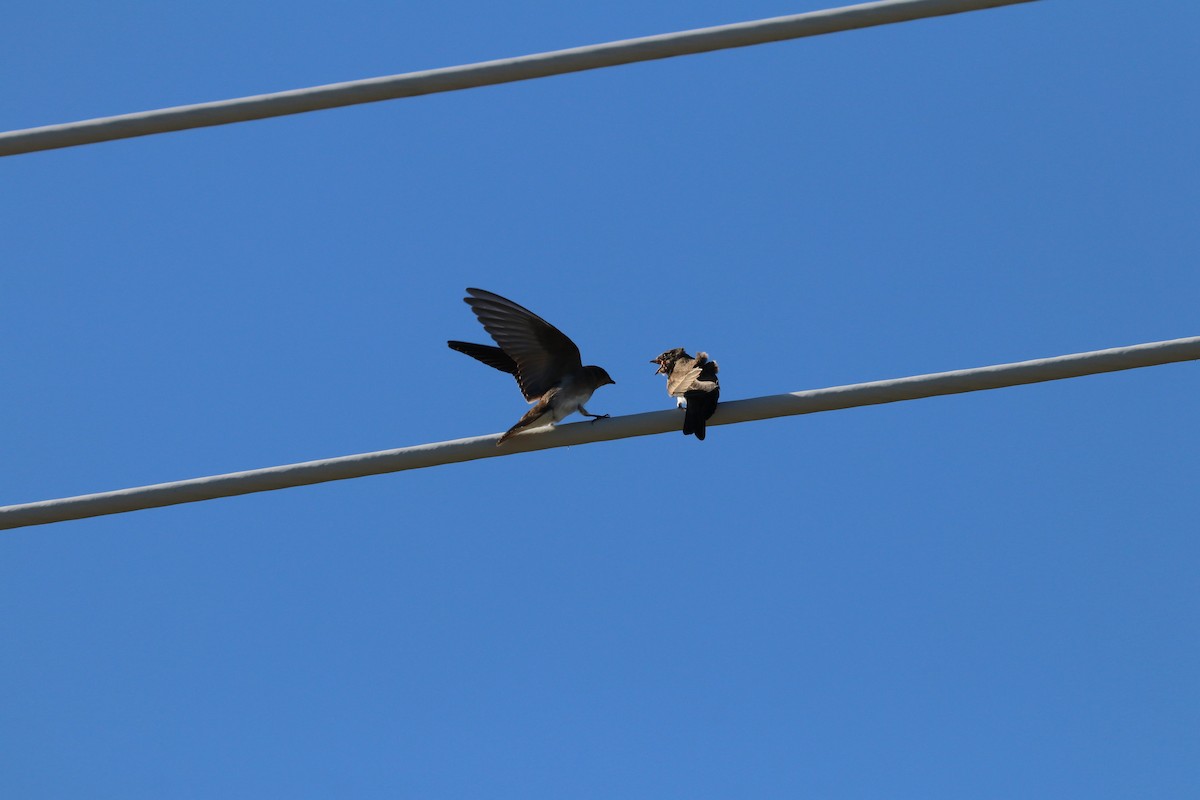 Northern Rough-winged Swallow - ML621168579