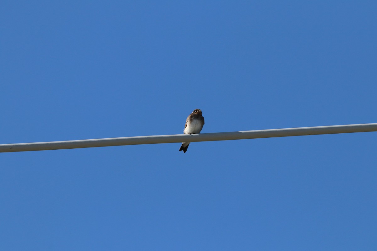 Northern Rough-winged Swallow - ML621168580