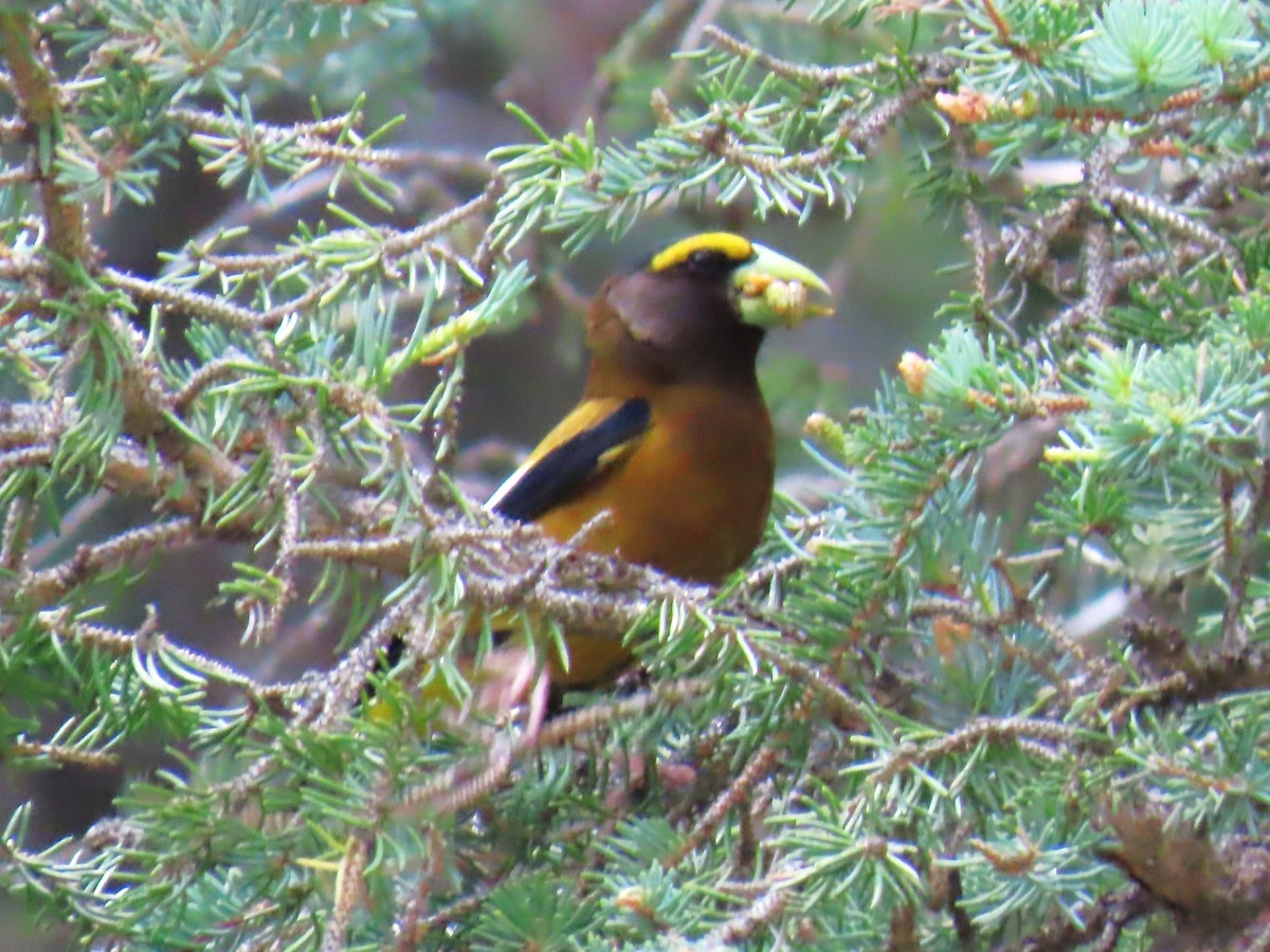 Evening Grosbeak - ML621168588