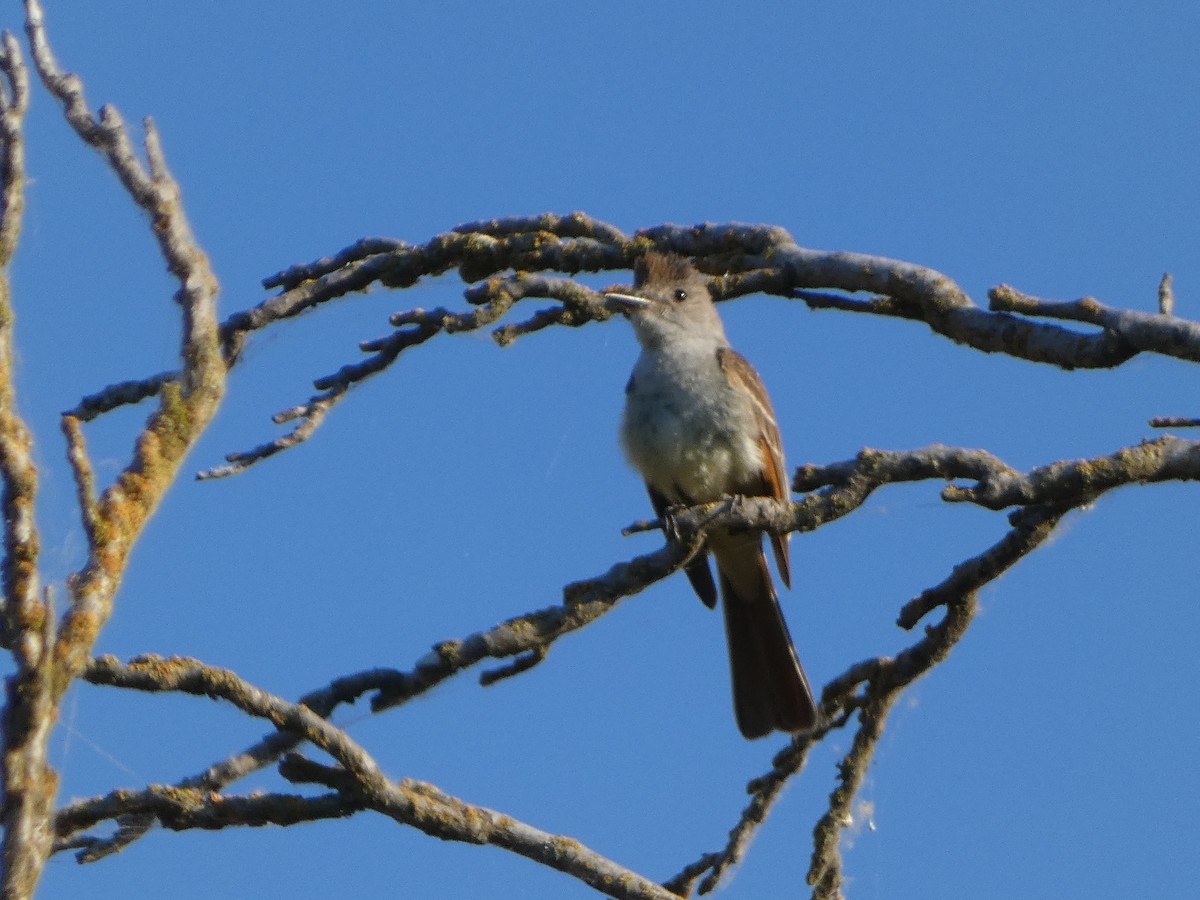 Ash-throated Flycatcher - ML621168597