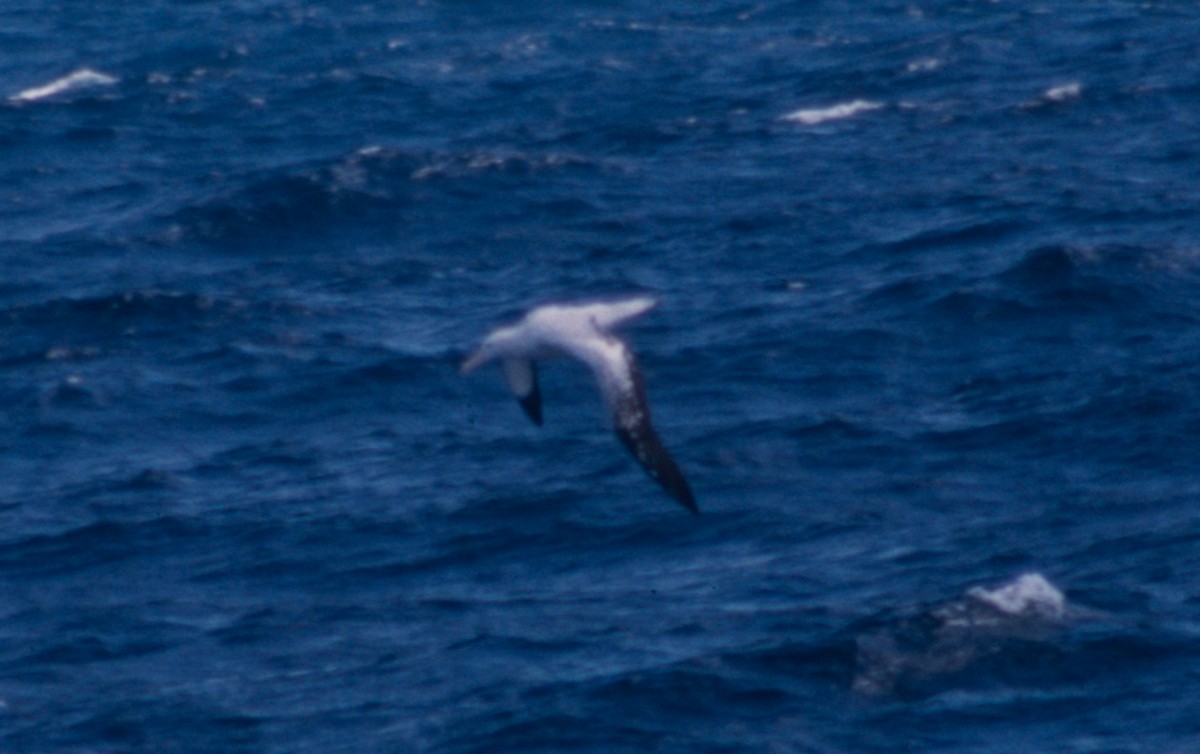 Albatros hurleur - ML621168602