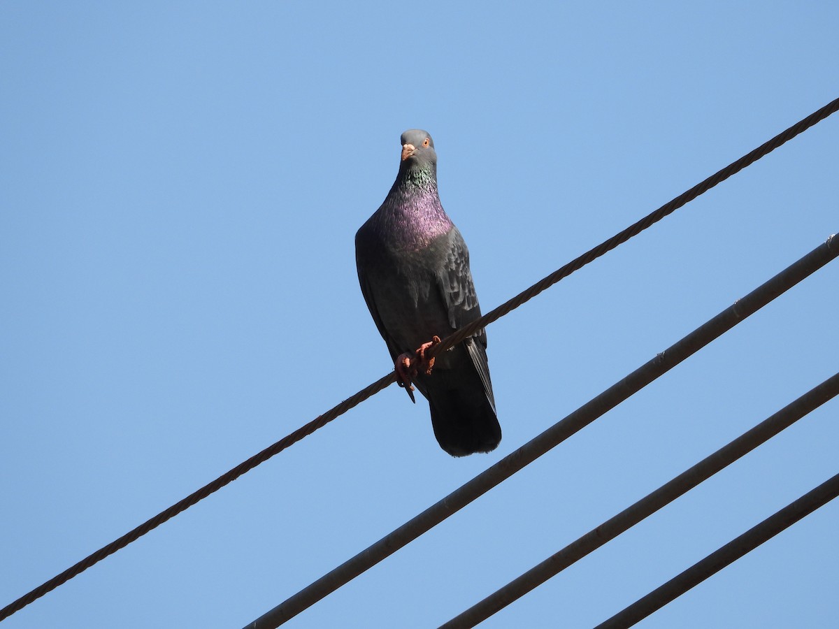 Rock Pigeon (Feral Pigeon) - ML621168628