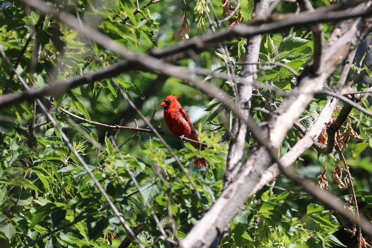 Cardinal rouge - ML621168630
