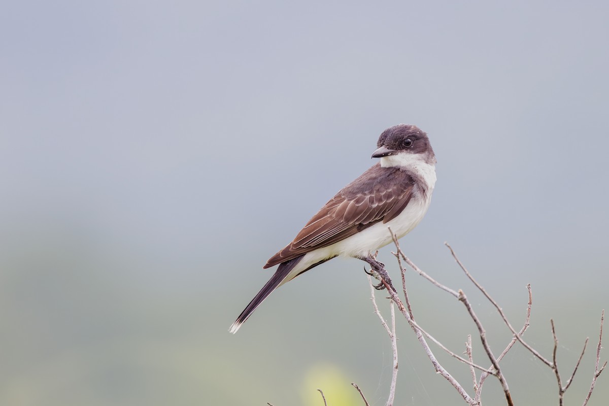 Eastern Kingbird - ML621168632