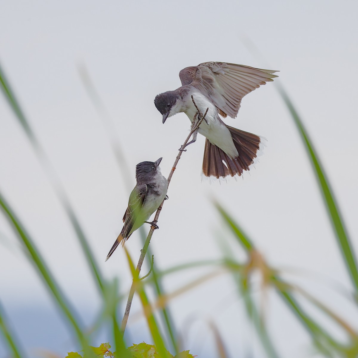 Eastern Kingbird - ML621168633