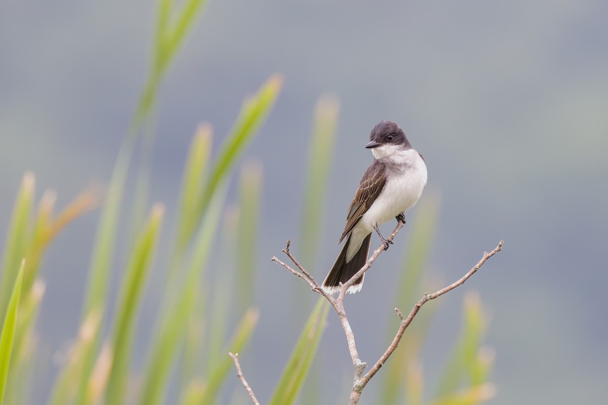 Eastern Kingbird - ML621168634