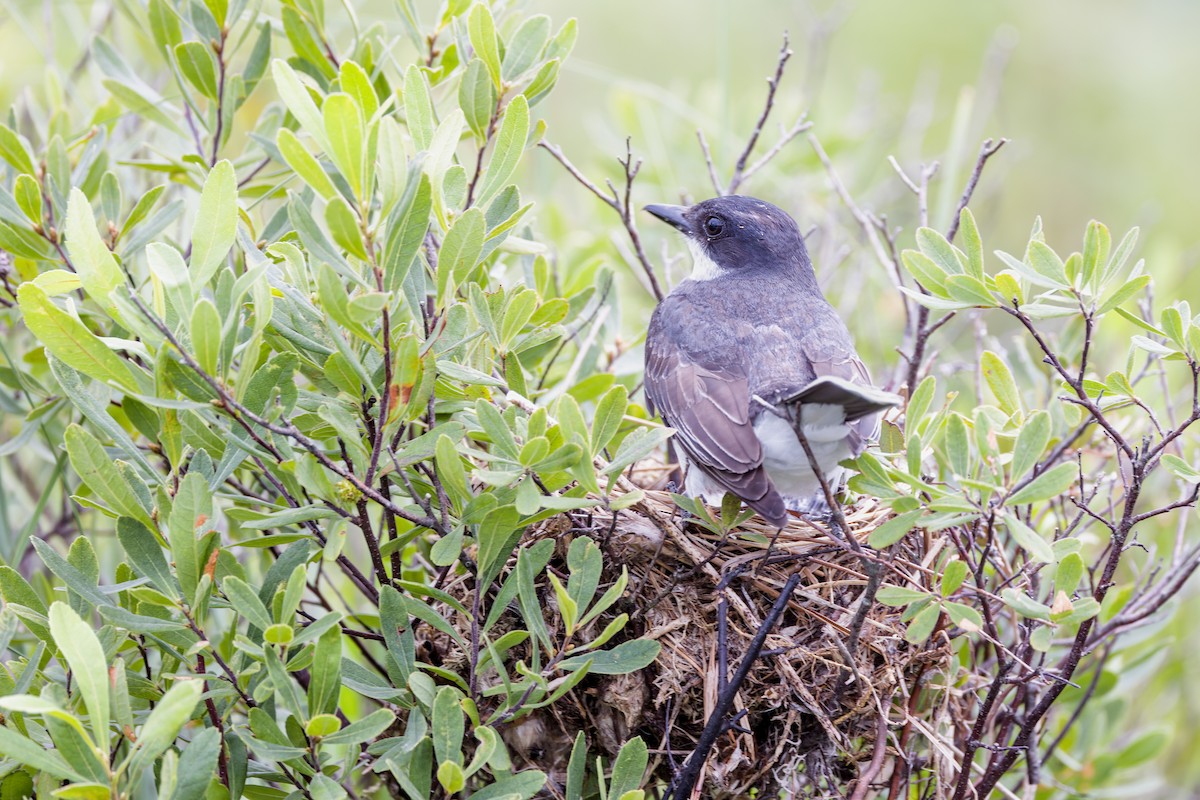 Eastern Kingbird - ML621168635