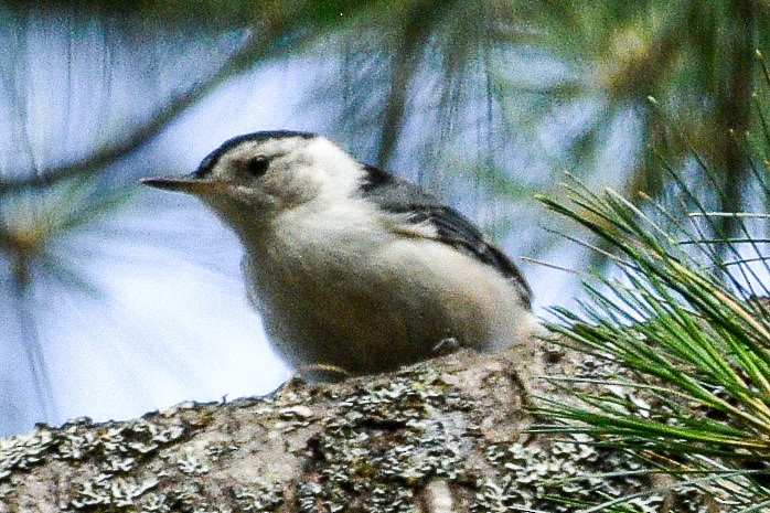 White-breasted Nuthatch - ML621168636