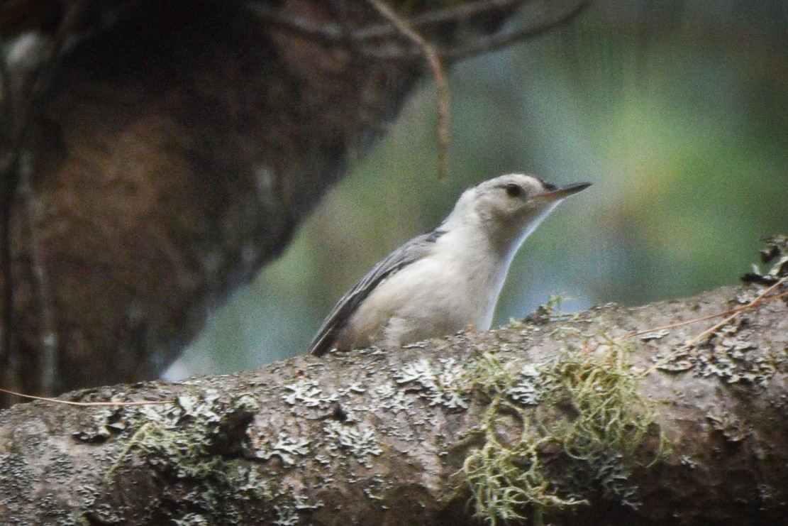 White-breasted Nuthatch - ML621168637
