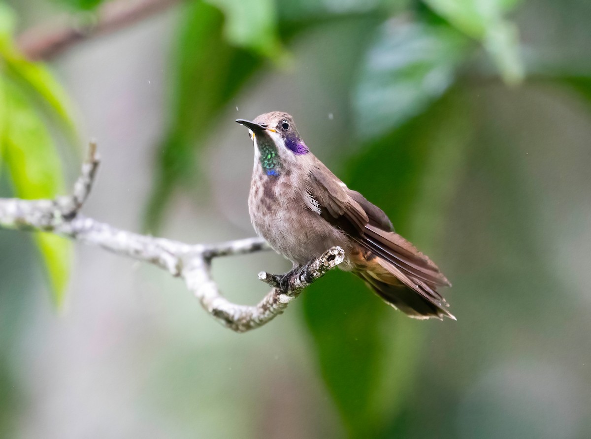 kolibřík fialovouchý - ML621168640