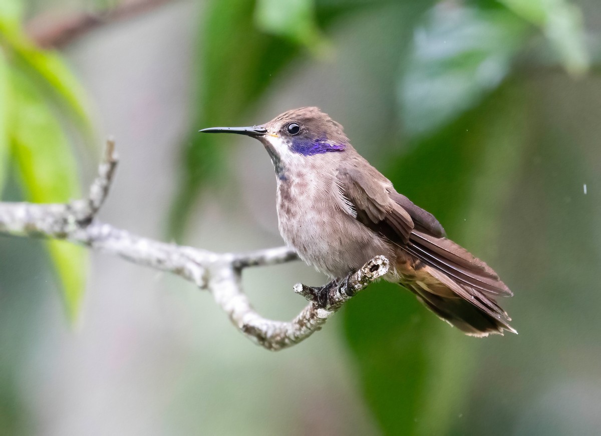 kolibřík fialovouchý - ML621168641