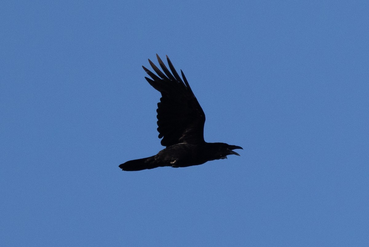 Common Raven - ML621168658