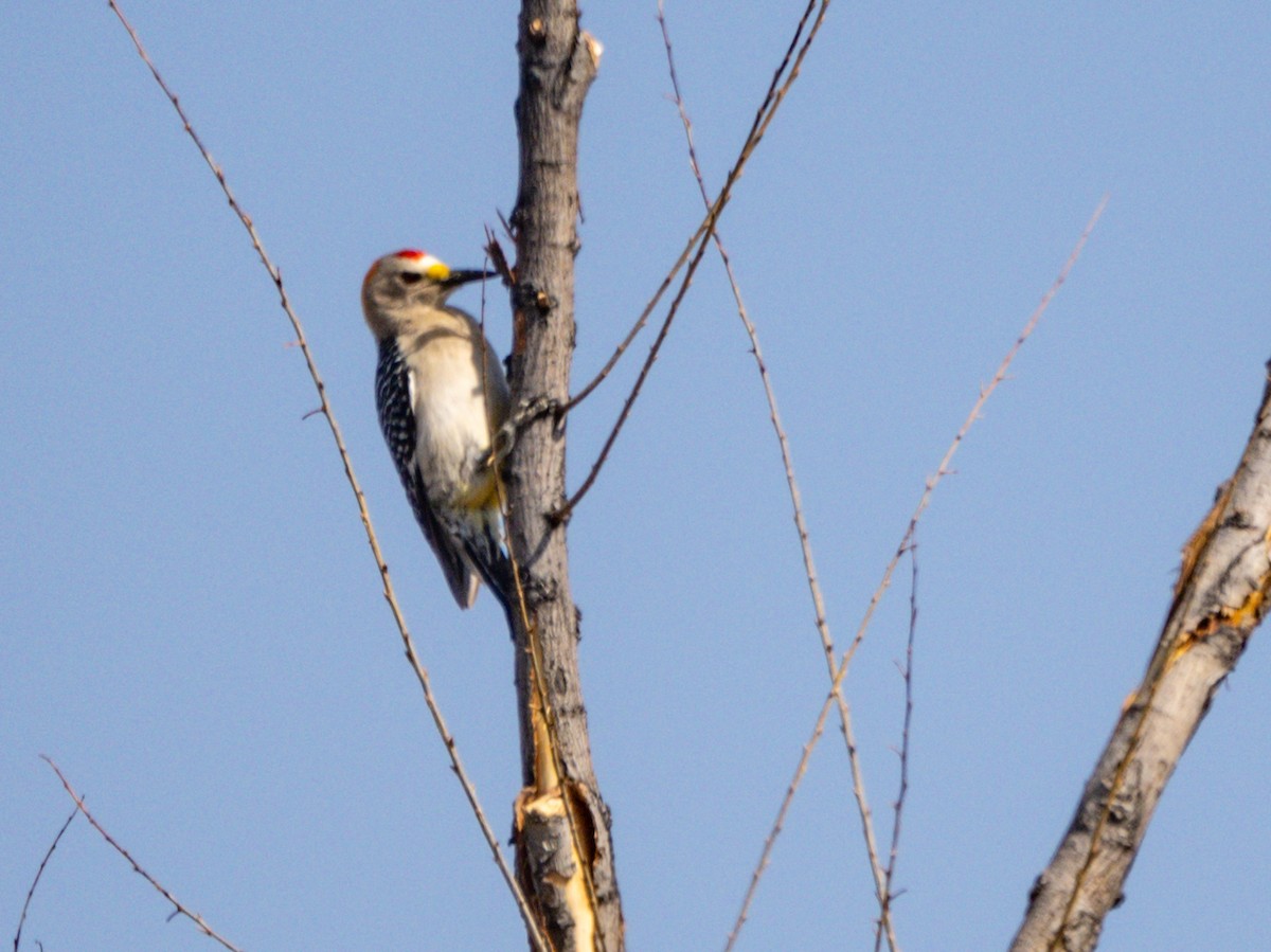 Golden-fronted Woodpecker - ML621168665